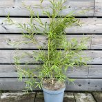 Vŕba smútočná (Salix sepulcralis) ´CHRYSOCOMA´ - výška 50-80 cm, kont. C5L